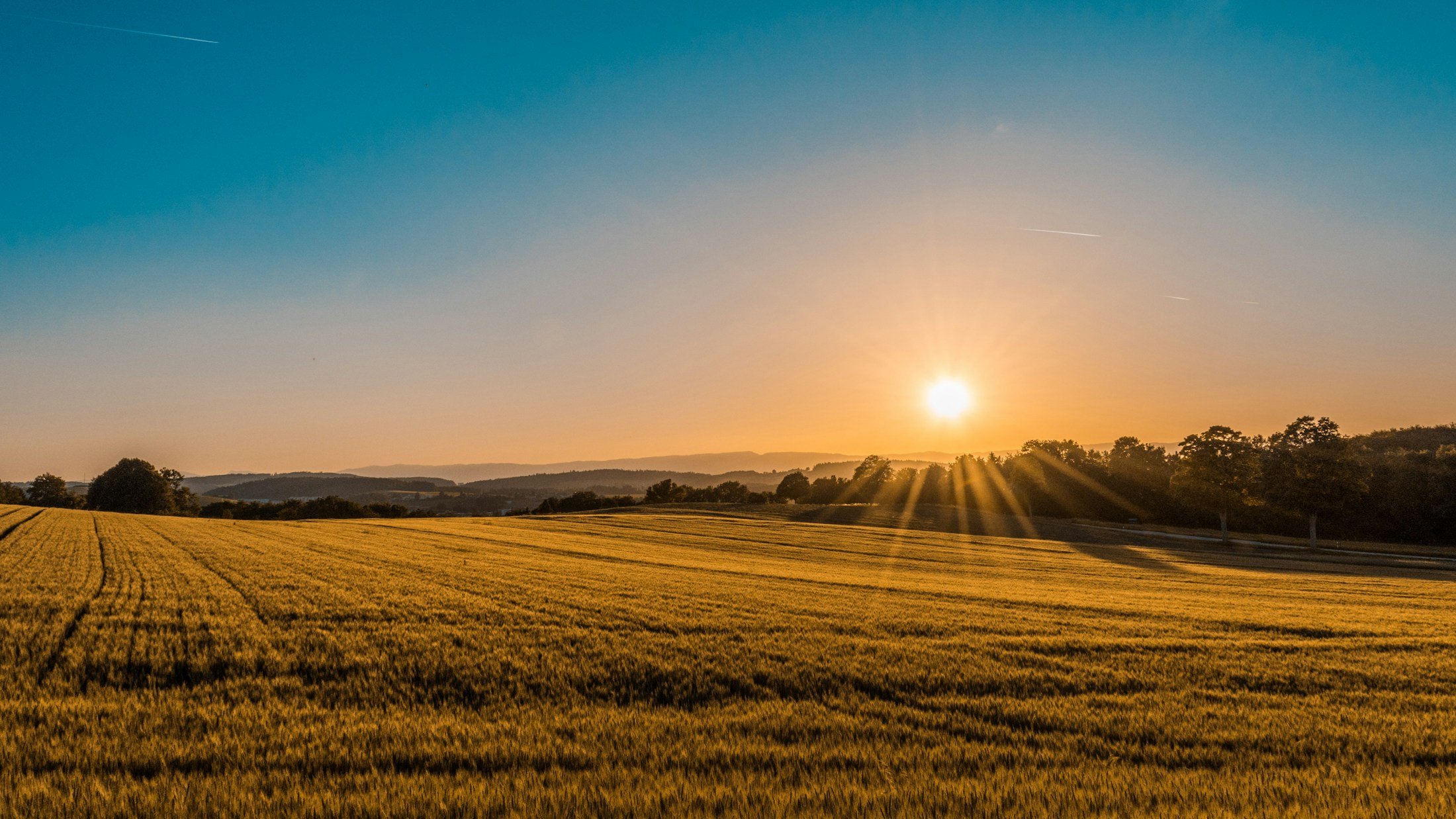 Rolling green agricultural landscape in warm evening light